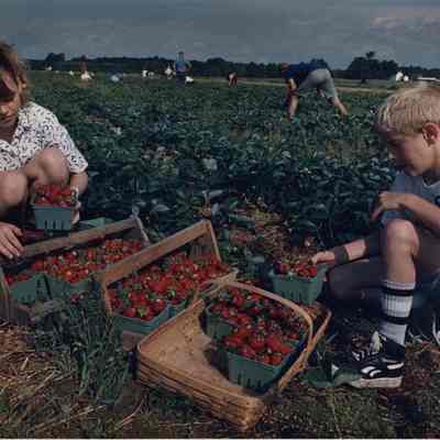 A photo view of two children picking strawberries. 6/24/1988.