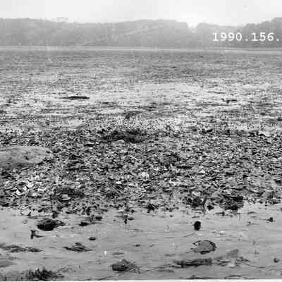 Mud Flats
