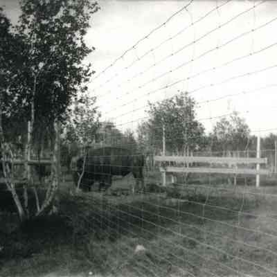 Bison at Merrymeeting Park