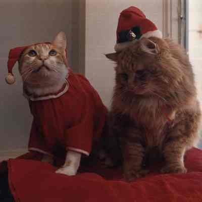 A photo view of two cats dressed for Christmas. 11/28/1988.