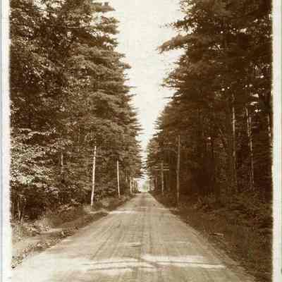 Bowdoin Pines