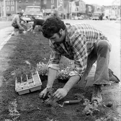 A photo view of planting on Maine Street, 5/23/????