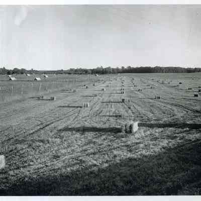 Hay Field