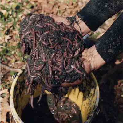 A photo view of Blood Worms. 5/9/1991.