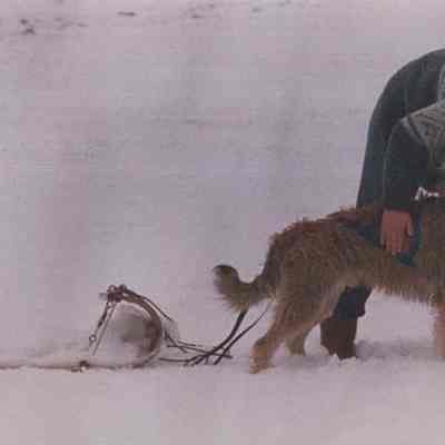 A photo view of a man who has his dog hooked to a toboggan. 4/30/1987.