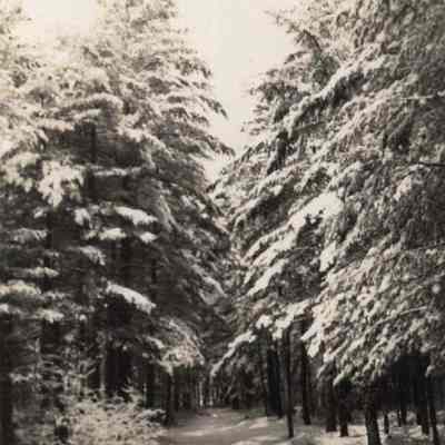A photo of woods in winter - possibly the Pines of Bowdoin.