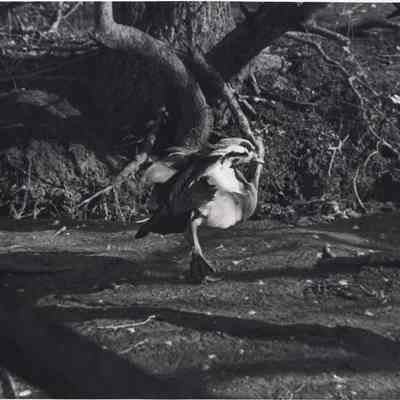 Duck at Chippy Chase Farm