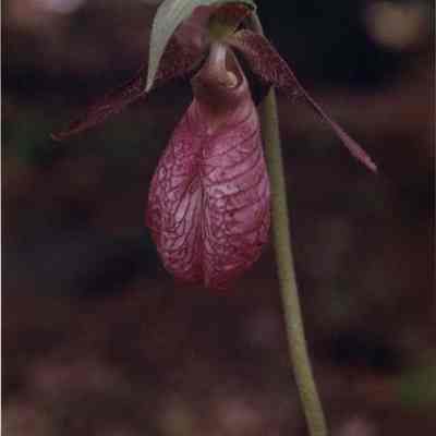 A photo view of a pink Lady Slipper. 6/11/1990.