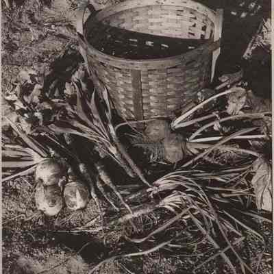 Martha Gottlieb produce