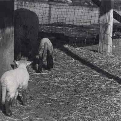 Sheep at Chippy Chase Farm