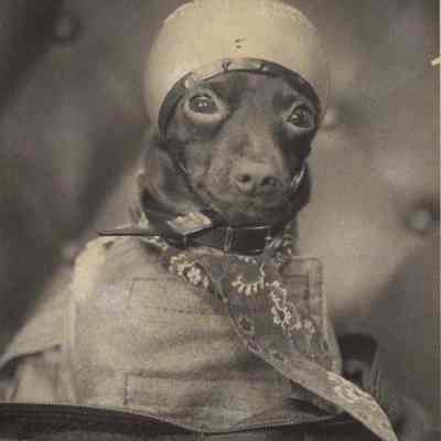 A photo view of a dog dressed in clothes. 2/11/1992.