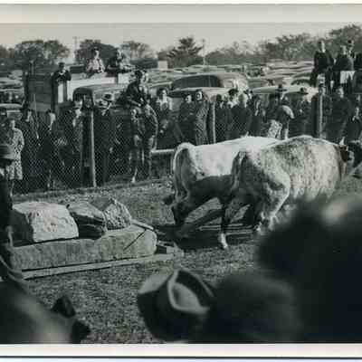 Oxen Pull