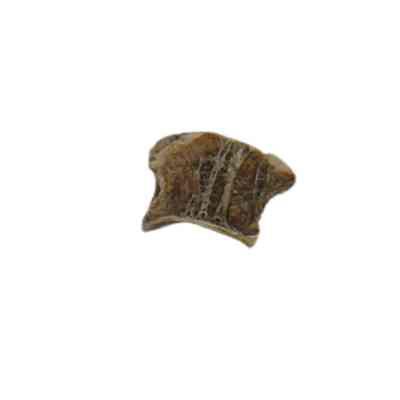 Bone