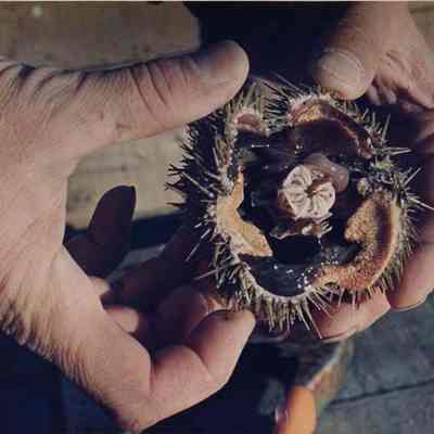 A photo view of the inside of a sea urchin. 11/18/1988.