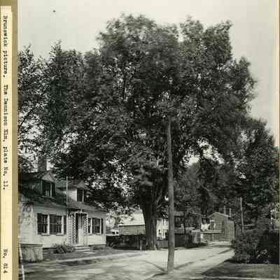 Dennison House and Elm
