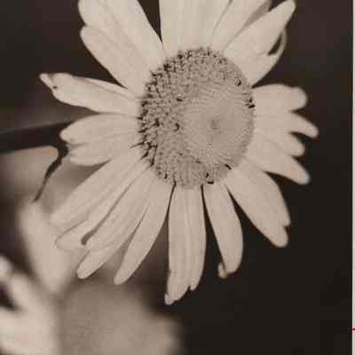 Wild daisy