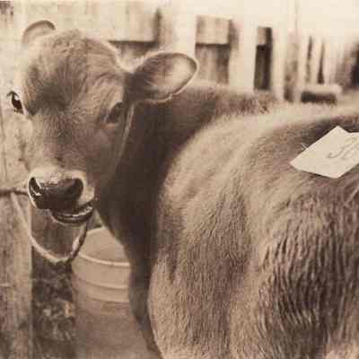 A photo view of a dairy cow.