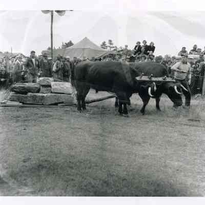Oxen Move Granite in Topsham Fair