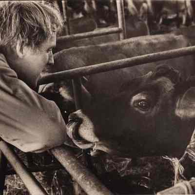 A photo view of a man looking at cows. 1/5/1981.