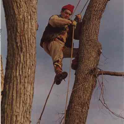 A photo view of a tree worker getting down. 2/10/1988.