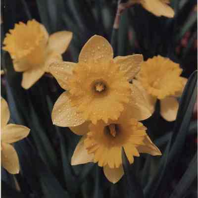 A photo view of daffodils at Dyer's Greenhouse. 4/20/1992.