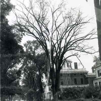 A photo of Park Row with an Elm tree killed by the Dutch Elm Disease.