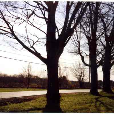 Trees in front of Bibber home, Harpswell
