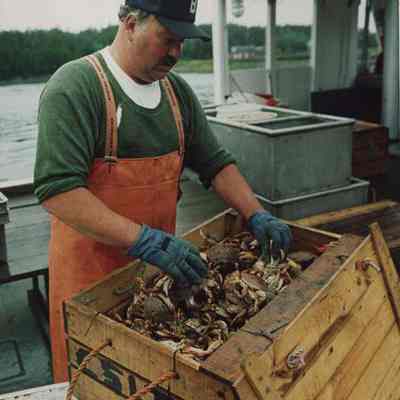 A photo view of crab harvesting in Harpswell. 6/10/1987.