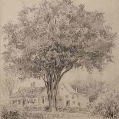 The Dennison Elm and House