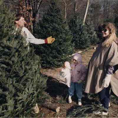 A photo view of Lori Herbert & daughter selecting a Xmas Tree. 12/3/1991.