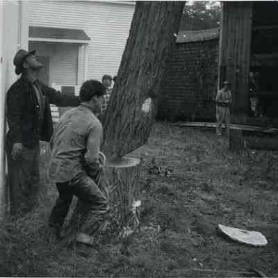 Tree Cutting, During Route 1 Construction
