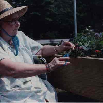 A photo view of a lady pruning Bonsai plants. 8/15/1989