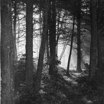 Trees at Linnhaven Park.