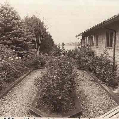 A photo view of Alfred Senter's rose garden.