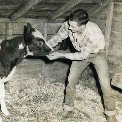 Man Feeding a Calf
