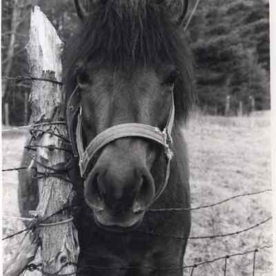 Horse at the Chippy Chase Farm