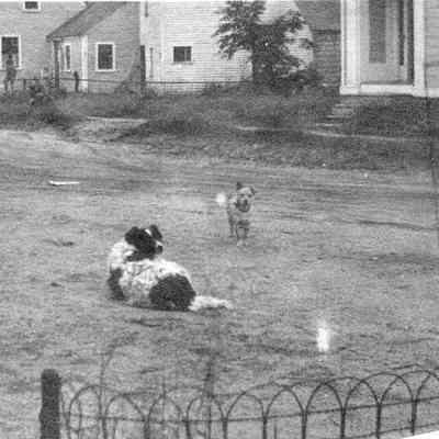 Two Dogs, Corner of Stetson and School Streets