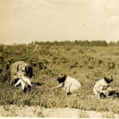 Four Children Picking Blueberries