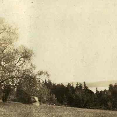 Forest Scene