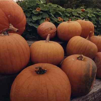 A photo view of a pile of pumpkins in a field. 9/26/1991.