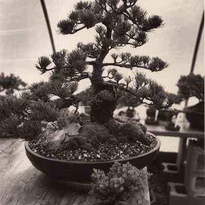 A photo view of plants at Bonsai Gardens.