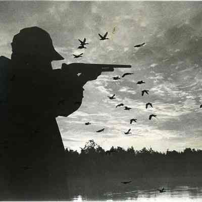 David White
