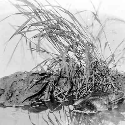 Frog in Growing Grass