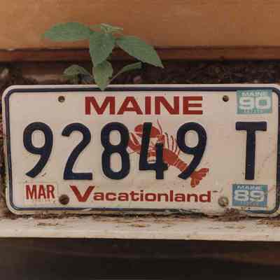 A photo view of a Maine licence plate. 6/29/1989.