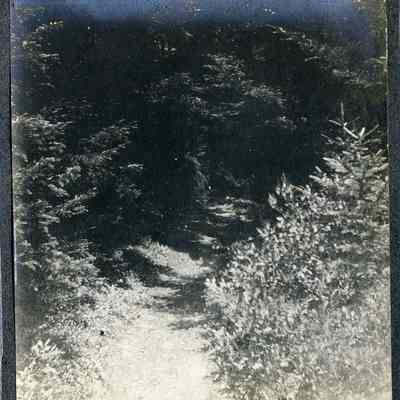 The Grassy Road