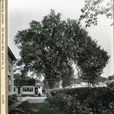 Dennison Elm
