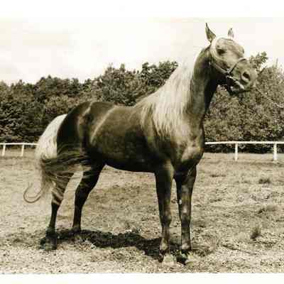 Horse