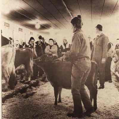 A photo view of a dairy cow auction.