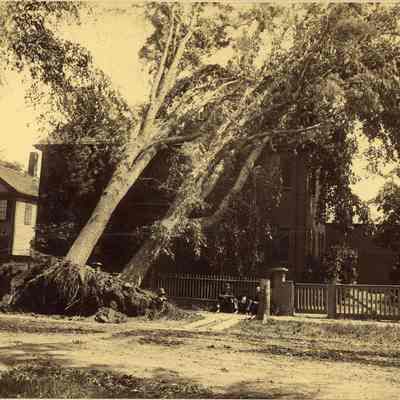 Upended Trees after Windstorm