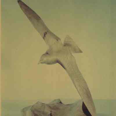 Sculpture of a Herring Gull